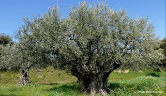 l'olivier, symbole de la paix, et donc de la confiance